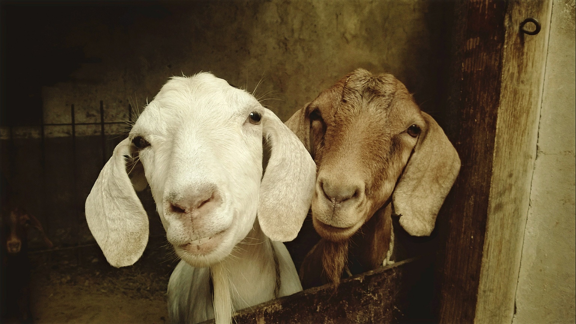 Goats at Rolling Bay farm