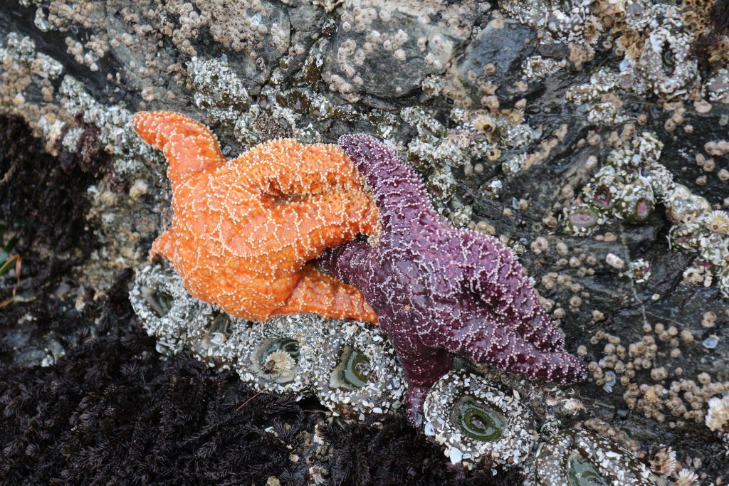 Bainbridge Island Parks Blakely Rock